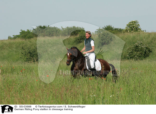 Reitponyhengst im Dressurtraining / Pony stallion in  dressage training / SS-03988