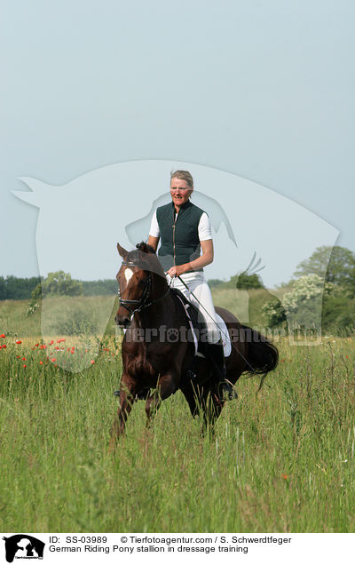 Reitponyhengst im Dressurtraining / Pony stallion in  dressage training / SS-03989