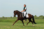 German Riding Pony stallion in dressage training