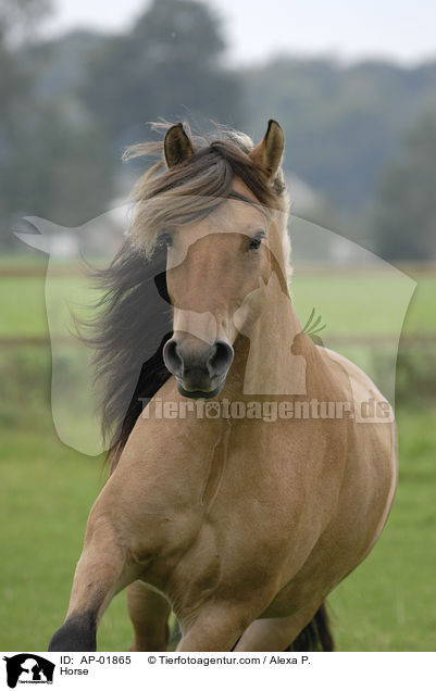 Horse / AP-01865
