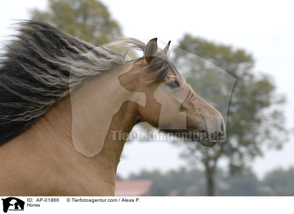 Horse / AP-01866