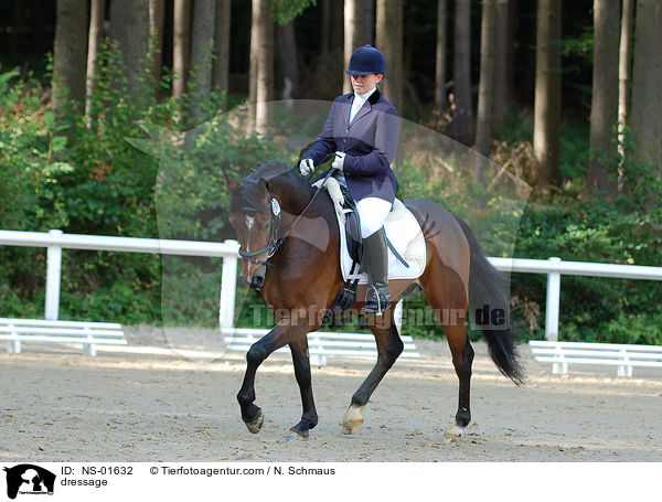 Dressurreiten / dressage / NS-01632