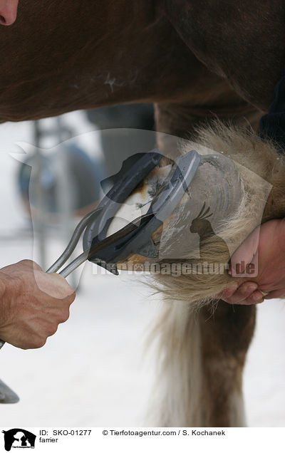 Hufschmied / farrier / SKO-01277