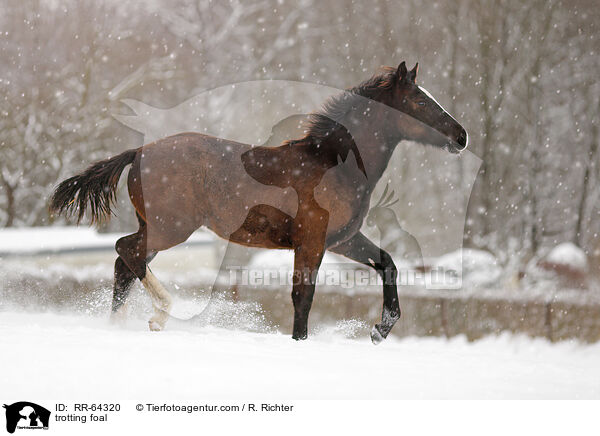 trabendes Fohlen / trotting foal / RR-64320