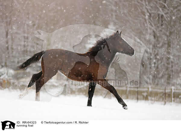 rennendes Fohlen / running foal / RR-64323