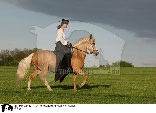 Gangpferdereiten / riding / PM-02482