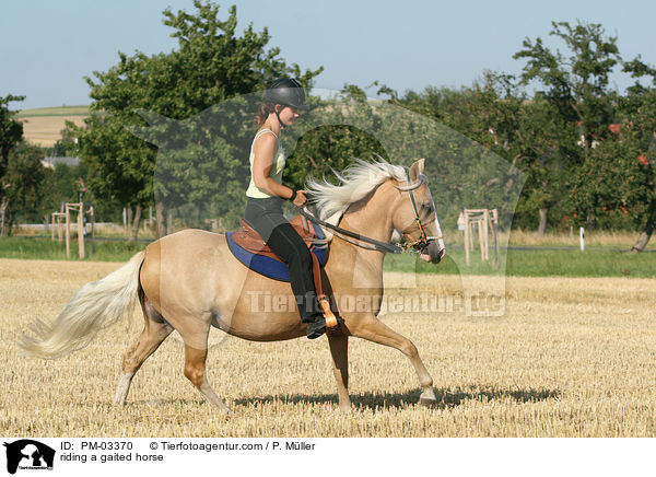 Gangpferdereiten / riding a gaited horse / PM-03370