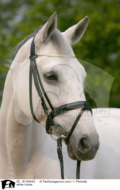 Portrait eines Schimmels / white horse / IP-00643