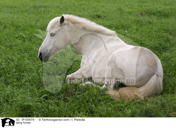 ruhendes Pferd / lying horse / IP-00679