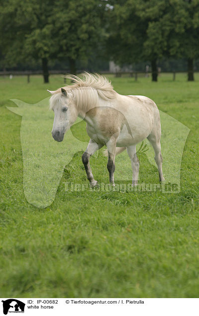 white horse / IP-00682