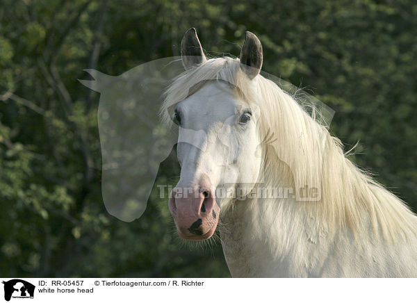 weies Pferd im portrait / white horse head / RR-05457