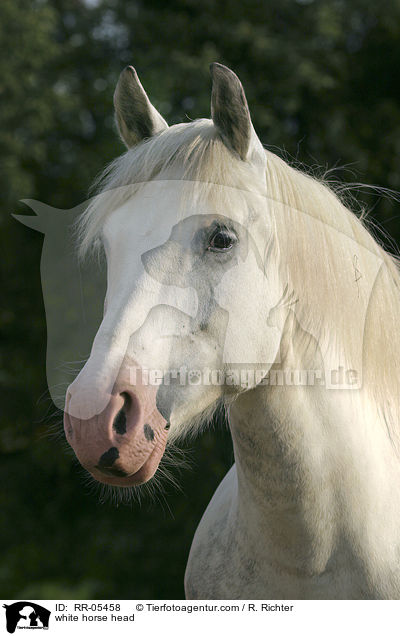 weies Pferd im portrait / white horse head / RR-05458