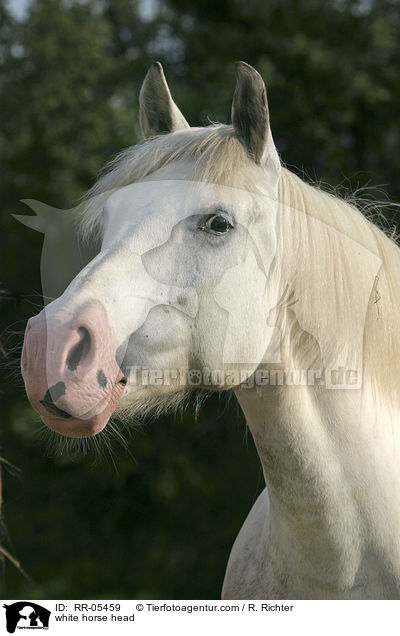 weies Pferd im portrait / white horse head / RR-05459