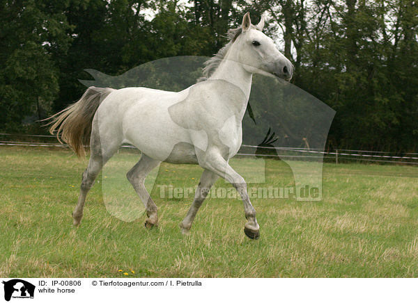 trabender Schimmel / white horse / IP-00806