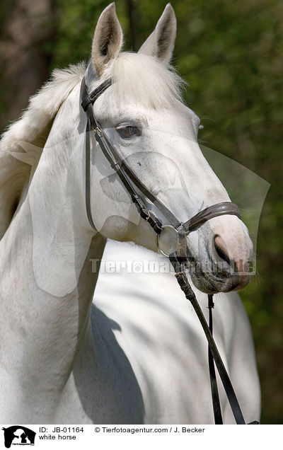 Schimmel Portrait / white horse / JB-01164