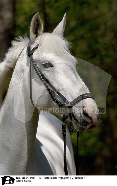 Schimmel Portrait / white horse / JB-01165
