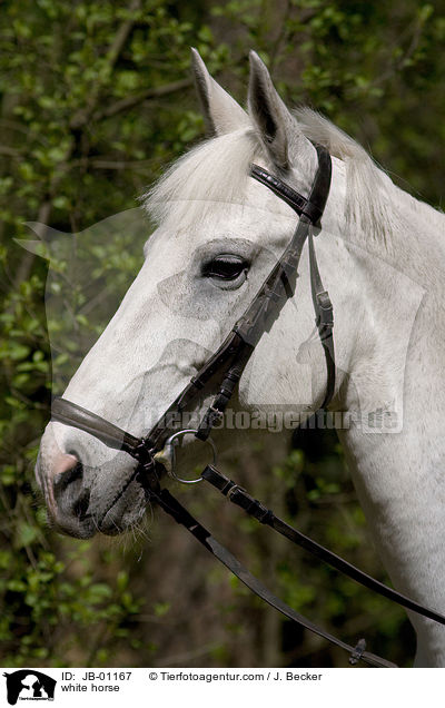 Schimmel Portrait / white horse / JB-01167