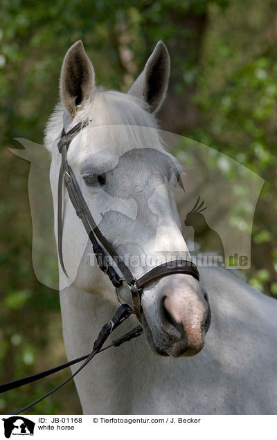 Schimmel Portrait / white horse / JB-01168
