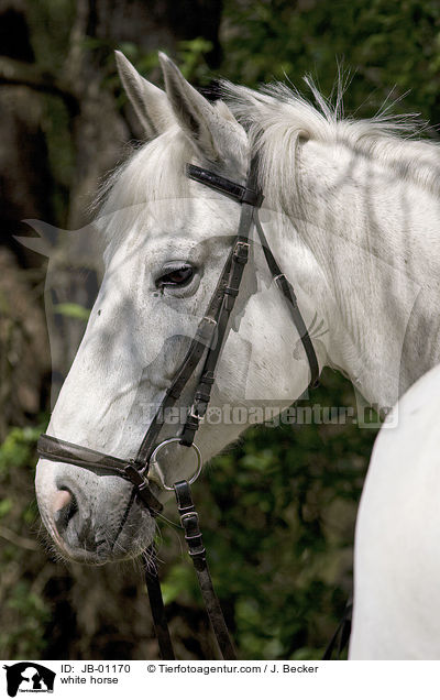 Schimmel Portrait / white horse / JB-01170