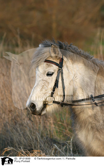 Pony Portrait / IP-01899