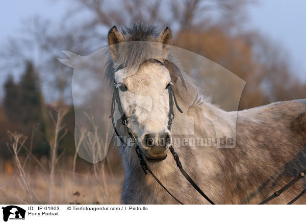 Pony Portrait / IP-01903