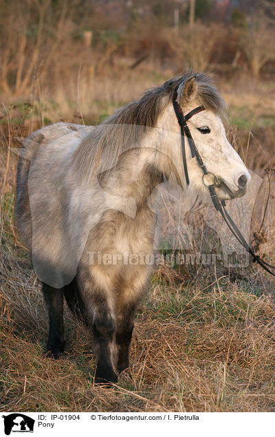 Pony / IP-01904