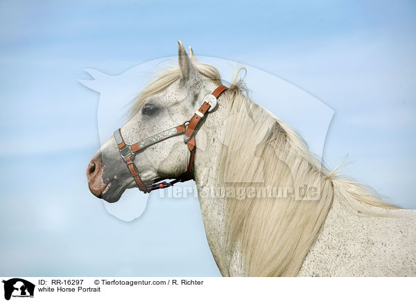 Schimmel Portrait / white Horse Portrait / RR-16297