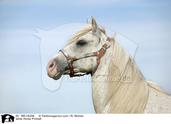 Schimmel Portrait / white Horse Portrait / RR-16298