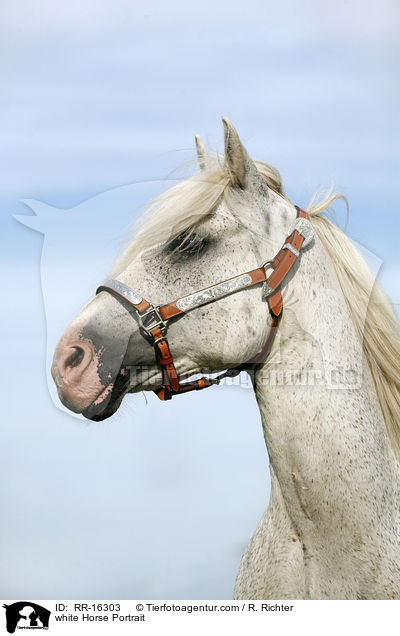 Schimmel Portrait / white Horse Portrait / RR-16303