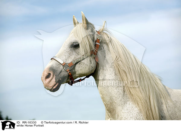 Schimmel Portrait / white Horse Portrait / RR-16330