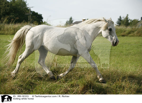 trabendes weies Pferd / trotting white horse / RR-16333