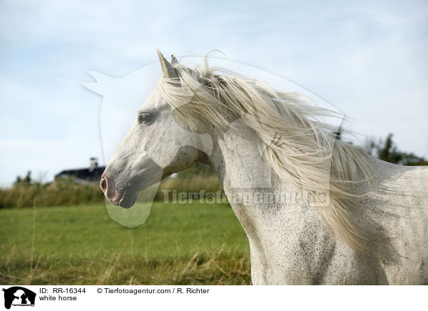 Schimmel Portrait / white horse / RR-16344