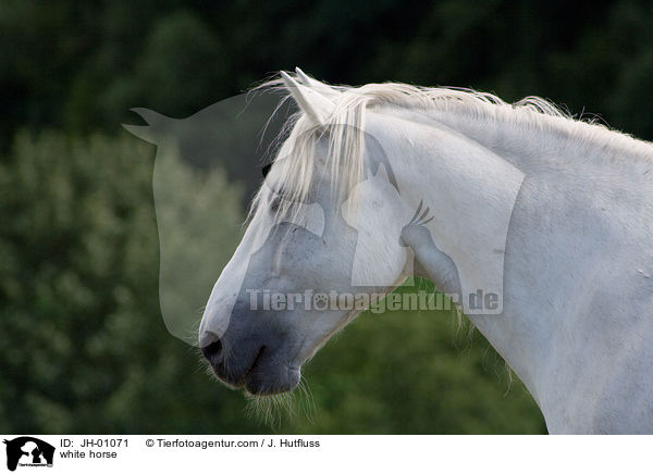 weies Pferd / white horse / JH-01071