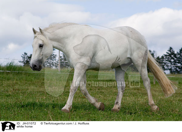 weies Pferd / white horse / JH-01072