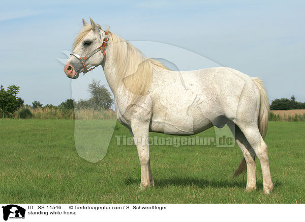stehender Schimmel / standing white horse / SS-11546
