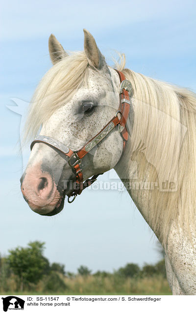 Schimmel Portrait / white horse portrait / SS-11547
