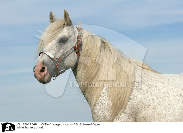 Schimmel Portrait / white horse portrait / SS-11548