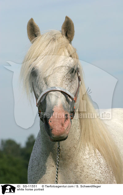 Schimmel Portrait / white horse portrait / SS-11551