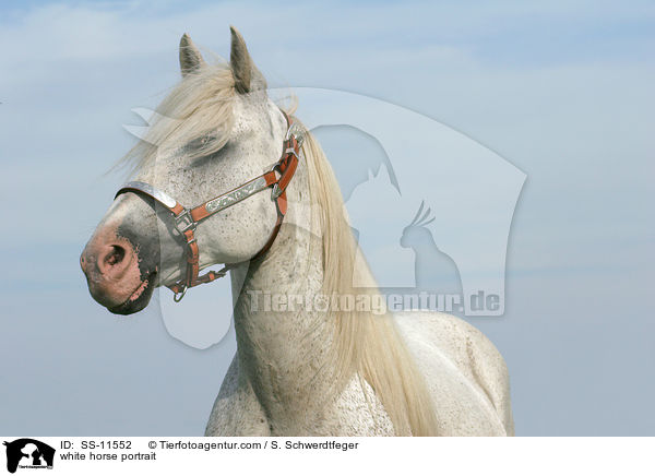 Schimmel Portrait / white horse portrait / SS-11552