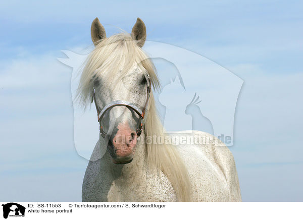 Schimmel Portrait / white horse portrait / SS-11553