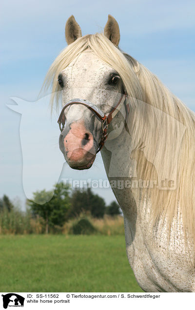 Schimmel Portrait / white horse portrait / SS-11562
