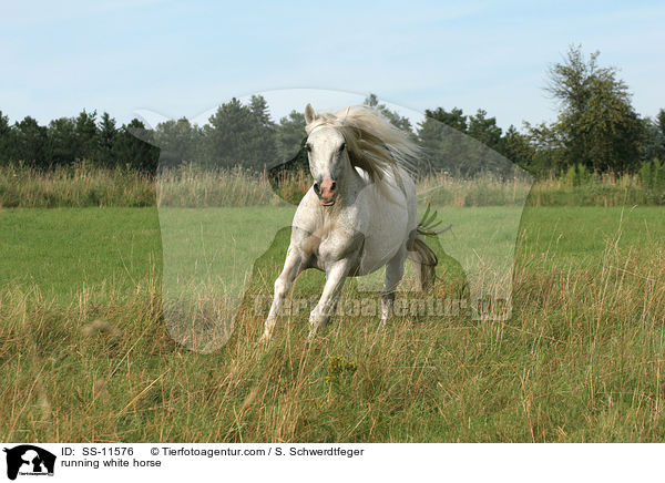 running white horse / SS-11576