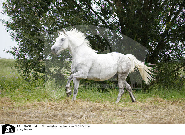 Schimmel / grey horse / RR-38804