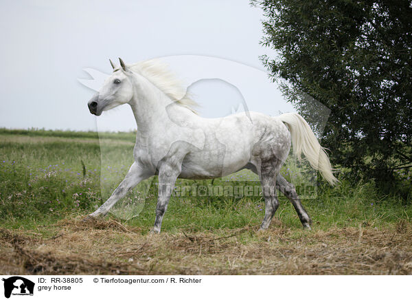 Schimmel / grey horse / RR-38805