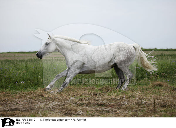 Schimmel / grey horse / RR-38812