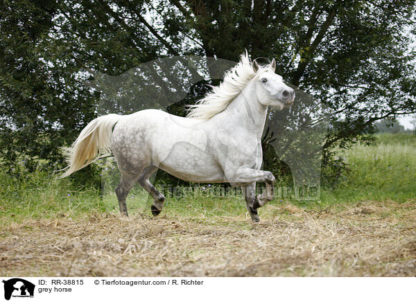 Schimmel / grey horse / RR-38815