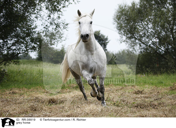 Schimmel / grey horse / RR-38819