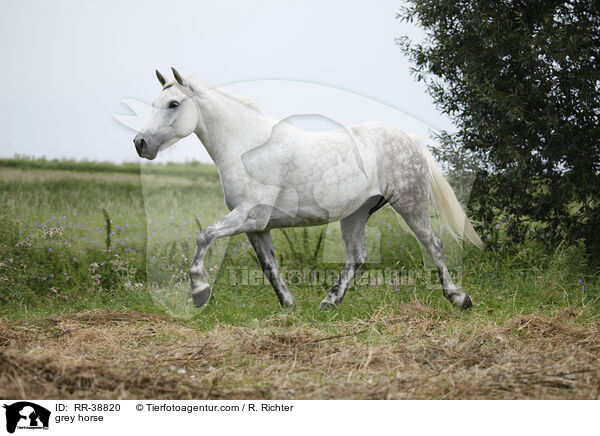 Schimmel / grey horse / RR-38820
