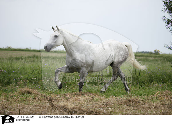 Schimmel / grey horse / RR-38821