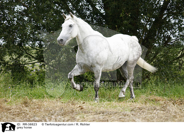 grey horse / RR-38823
